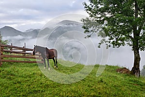 Beautiful mountain landscape with a horse. Foggy morning after the rain