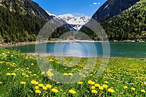 Beautiful mountain landscape with lake and meadow flowers in foreground. Stillup lake, Austria, Tirol