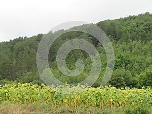 Beautiful mountain landscape sky rocks plants horizon remoteness grandeur