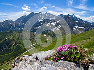 Beautiful mountain landscape in spring time with blooming flowers and mountains