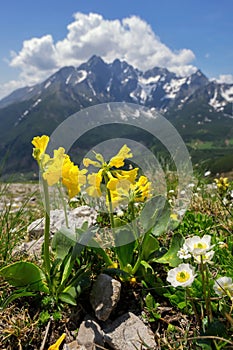 Beautiful mountain landscape in spring time with blooming flowers and mountains in the background during day