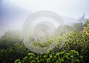 A beautiful mountain landscape with trees