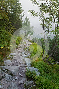 A beautiful mountain landscape with trees