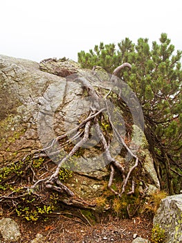 A beautiful mountain landscape with trees