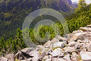 A beautiful mountain landscape with trees