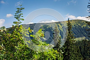 A beautiful mountain landscape with trees