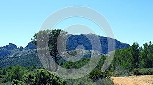 Beautiful mountain landscape, typical Spanish vegetation pine, juniper, palm trees, blue sky, sun