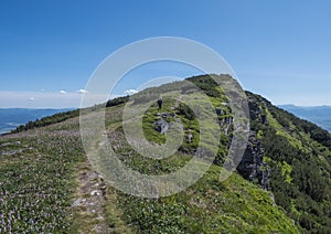 Nádherná horská krajina Západných Tatier alebo Roháčov s mužským turistom s batohom, kvitnúce ružové Plantago