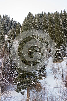 Beautiful mountain landscape in winter with fir trees after snow