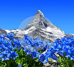 Beautiful mountain Matterhorn with blooming gentian.