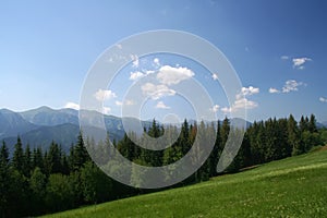 Beautiful mountain meadow forest view