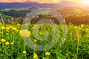 Beautiful mountain meadow with yellow globe flowers