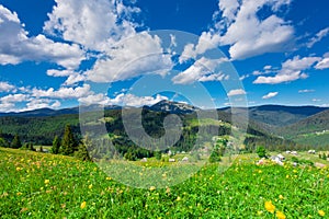 Beautiful mountain meadow with yellow globe flowers Trollius europaeus. Summer landscape in Carpathian mountains, Ukraine