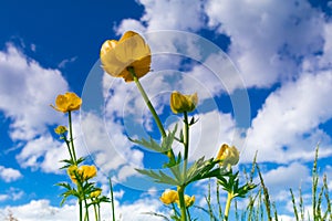 Beautiful mountain meadow with yellow globe flowers Trollius europaeus. Summer landscape in Carpathian mountains, Ukraine