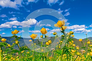 Beautiful mountain meadow with yellow globe flowers Trollius europaeus. Summer landscape in Carpathian mountains, Ukraine