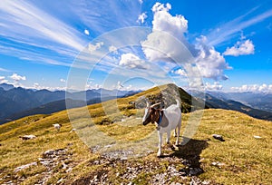 Beautiful mountain panorama with blue sky and clouds, in foreground a goat on the top