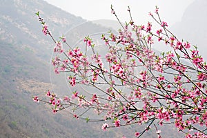 Beautiful mountain peach blossoms are blooming in the mountains in the suburbs.