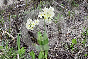 The beautiful mountain primrose flowers in the bloom