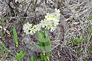 The beautiful mountain primrose flowers in the bloom