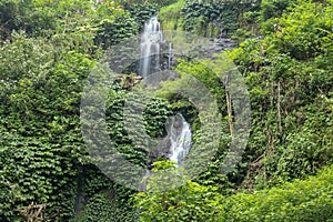 Beautiful mountain rainforest waterfall with fast flowing water