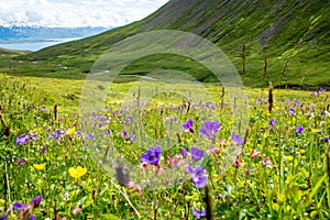 Beautiful mountain range and landscape near Dalvik in Iceland