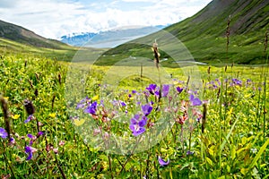 Beautiful mountain range and landscape near Dalvik in Iceland