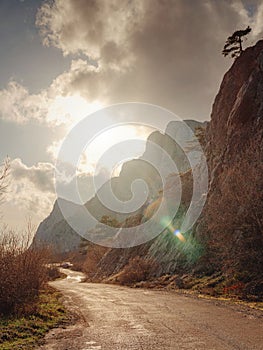 Beautiful mountain road with pine trees