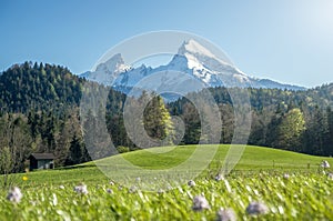 Beautiful mountain scenery in the Alps with blooming meadows