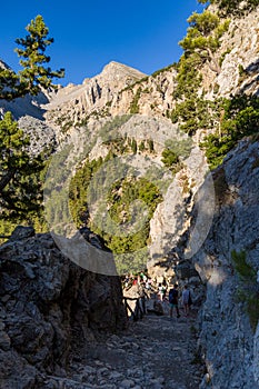 Beautiful mountain scenery of a gorge surrounded by tall cliffs and pine trees Samaria Gorge, Crete, Greece