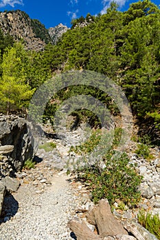 Beautiful mountain scenery of a gorge surrounded by tall cliffs and pine trees Samaria Gorge, Crete, Greece