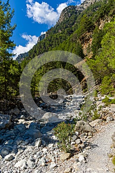 Beautiful mountain scenery of a gorge surrounded by tall cliffs and pine trees Samaria Gorge, Crete, Greece