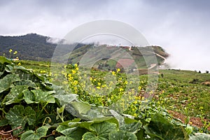 Beautiful mountain scenery in Phutabberk Phetchabun, Thailand