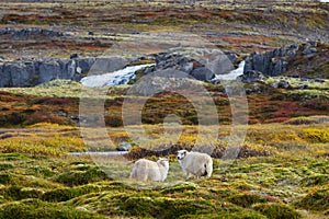 Beautiful Mountain Scenery, Sheep graze in the highlands. Colourful Morning View in Iceland. Stunning autumn on