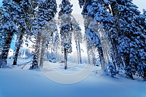 Beautiful mountain snowy landscape and snow covered trees.