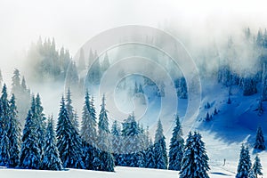 Beautiful mountain snowy landscape and snow covered trees.