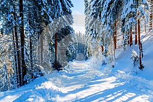 Beautiful mountain snowy landscape and snow covered trees. Beautiful sunny day in the mountains.