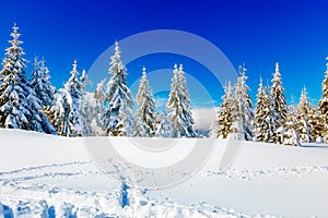 Beautiful mountain snowy landscape and snow covered trees. Beautiful sunny day in the mountains.