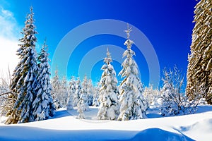 Beautiful mountain snowy landscape and snow covered trees. Beautiful sunny day in the mountains.