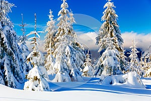 Beautiful mountain snowy landscape and snow covered trees. Beautiful sunny day in the mountains.