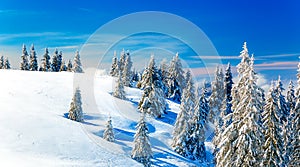 Beautiful mountain snowy landscape and snow covered trees. Beautiful sunny day in the mountains.