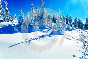 Beautiful mountain snowy landscape and snow covered trees. Beautiful sunny day in the mountains.