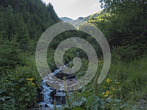 Beautiful mountain stream cascade flows between lush green fern leaves and yellow flowers, spruce tree forest and green