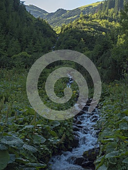 Beautiful mountain stream cascade flows between lush green fern leaves and yellow flowers, spruce tree forest and green