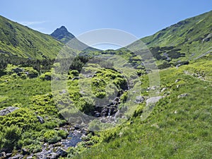 Beautiful mountain stream cascade flows between lush green fern leaves and yellow flowers, spruce tree forest and green