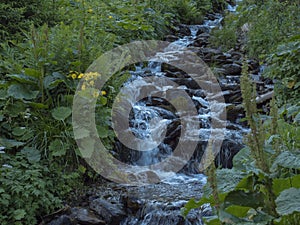 Beautiful mountain stream cascade flows between lush green grass, moss, fern leaves and yellow flowers, Western Tatras