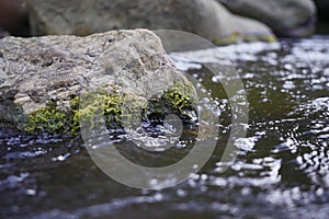 A beautiful mountain stream flows among stones and rocks