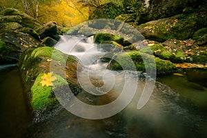 Beautiful mountain stream inside an autumn forest flowing through moss covered rocks