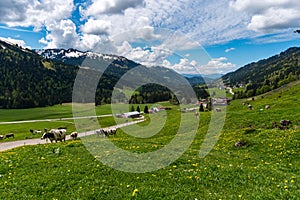 Beautiful mountain tour in spring to the Siplingerkopf from Balderschwang in the Allgau