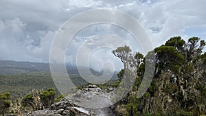 Beautiful mountain trail. The amazing nature of Tanzania. Tropical green forests of Kilimanjaro