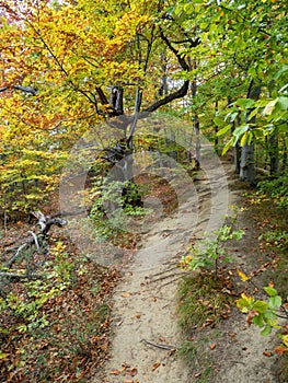 Beautiful mountain trek with a fall colored forest